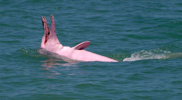 pink dolphin excursie koh samui