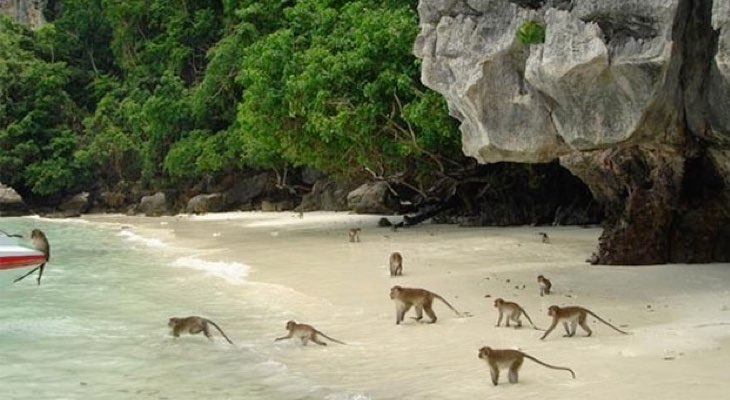 monkey bay Phi Phi en Khai eilanden per speedboot
