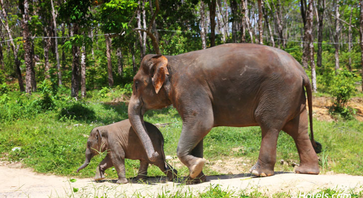 ao nang olifanten reservaat