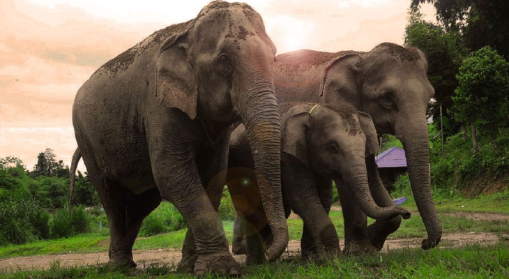 elephant retirement park excursie chiang mai