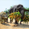 olifanten verzorgen chiang mai