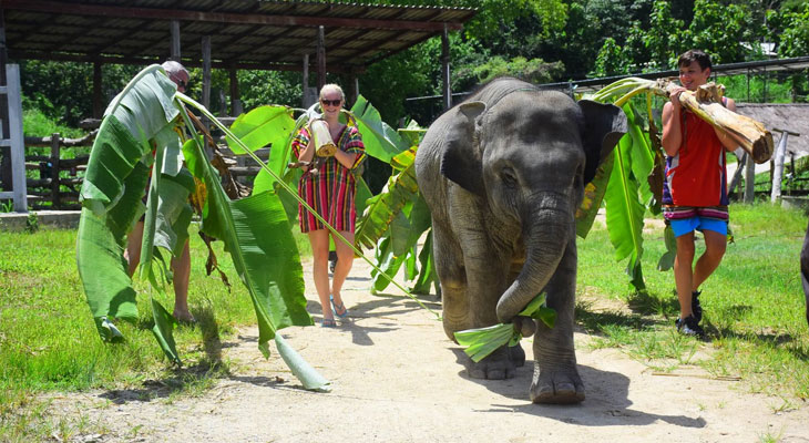zorg voor olifanten chiang mai